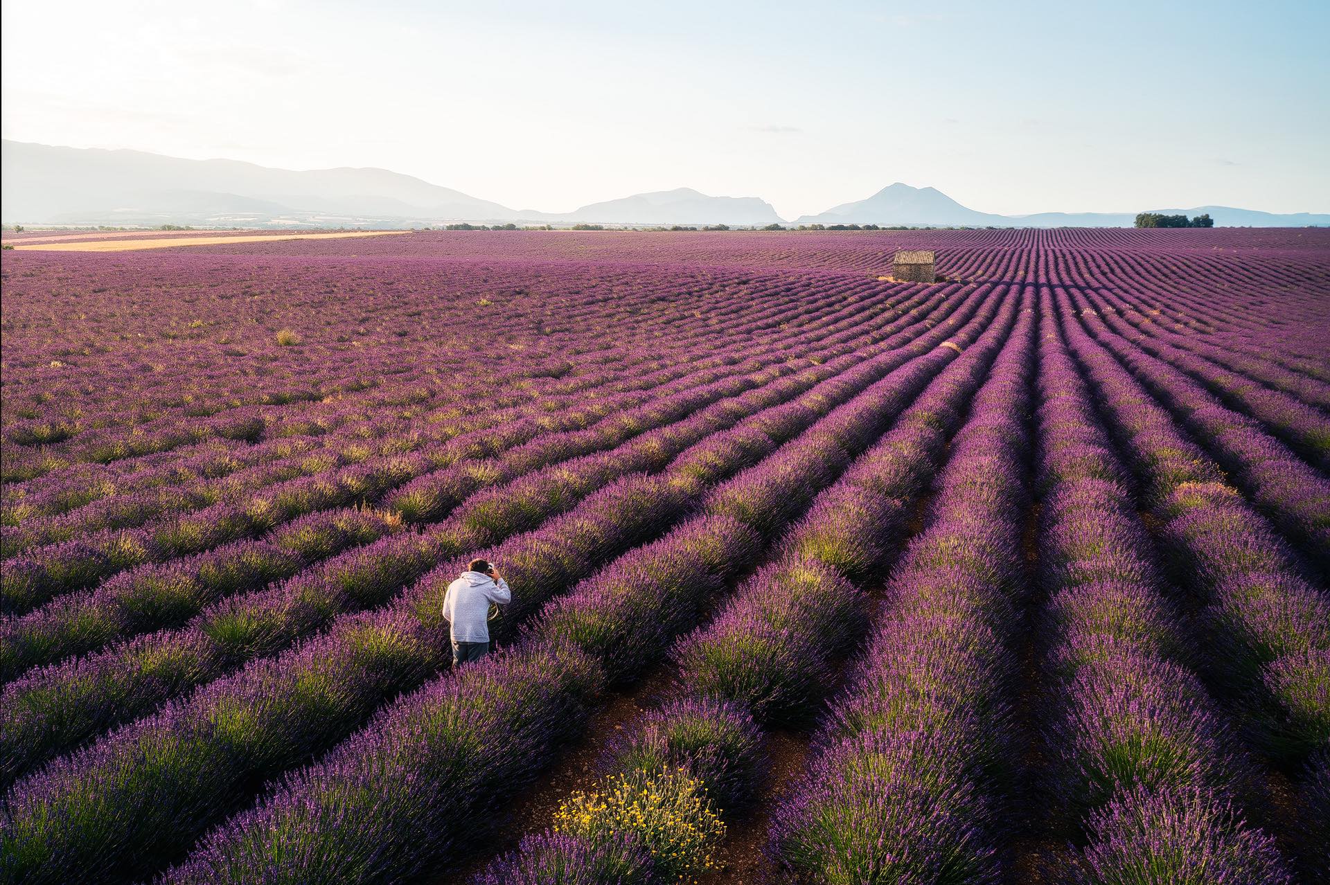 Autopotrait en drone pris à Valensole