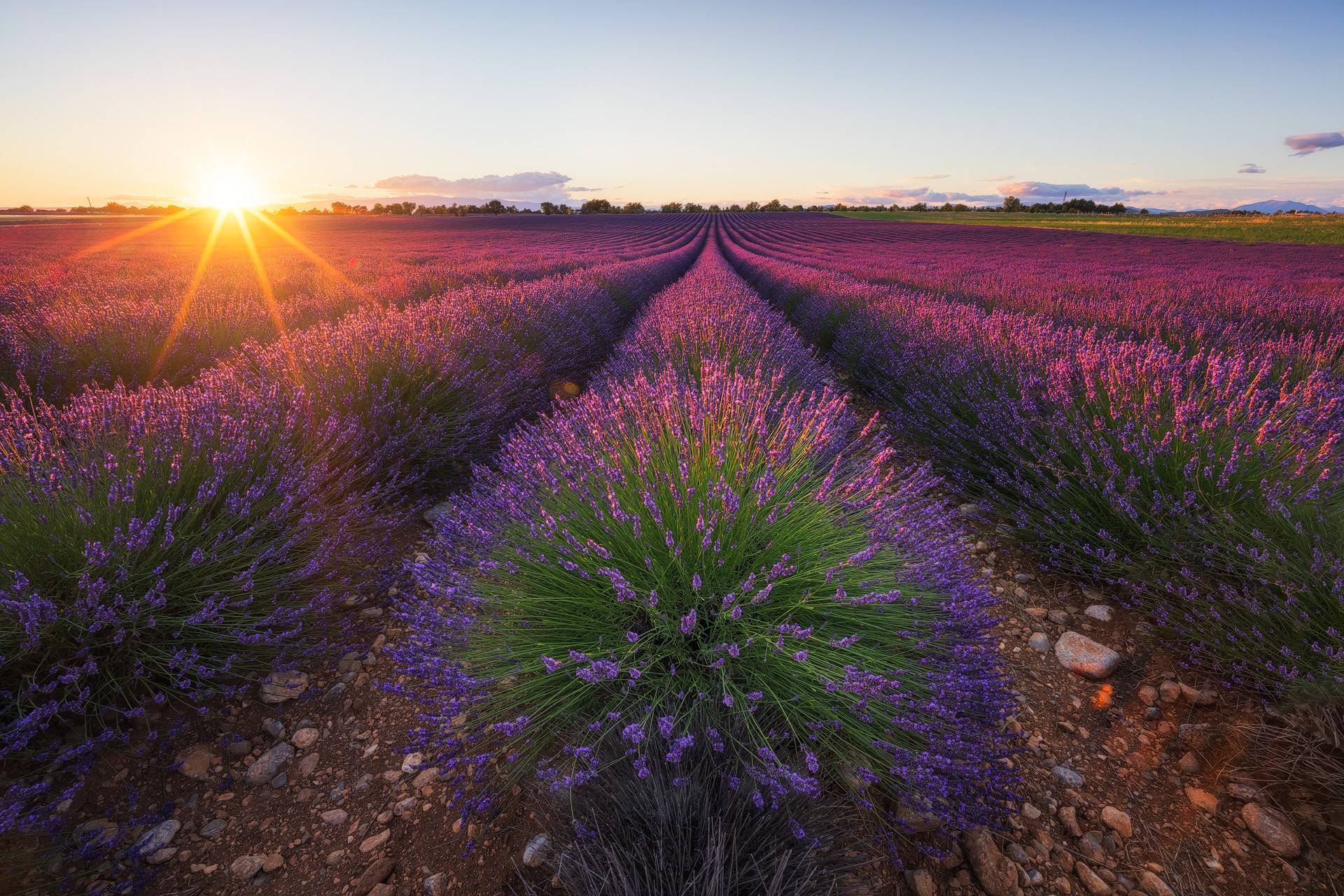 Photo des champs de lavandes au coucher du soleil avec une lumière rasante