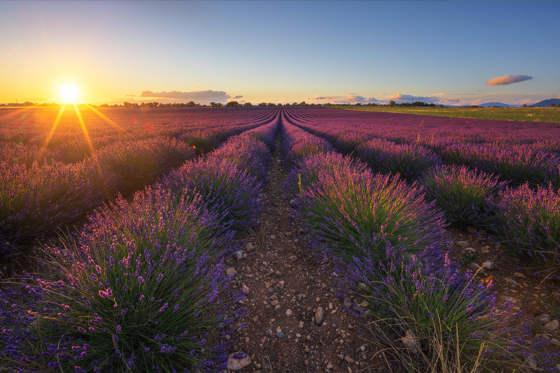 Photo du coucher du soleil sur les lavandes du plateau de Valensole