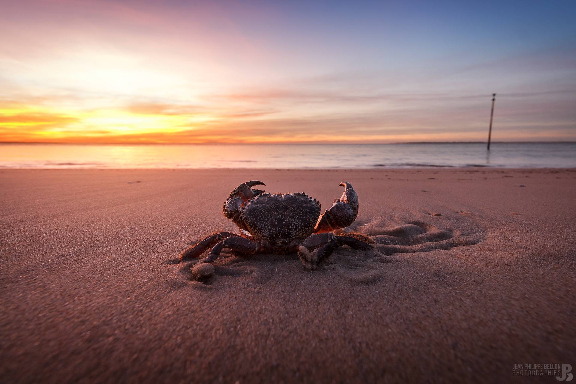Un crabe du Pyla en faisant un bain de coucher de soleil