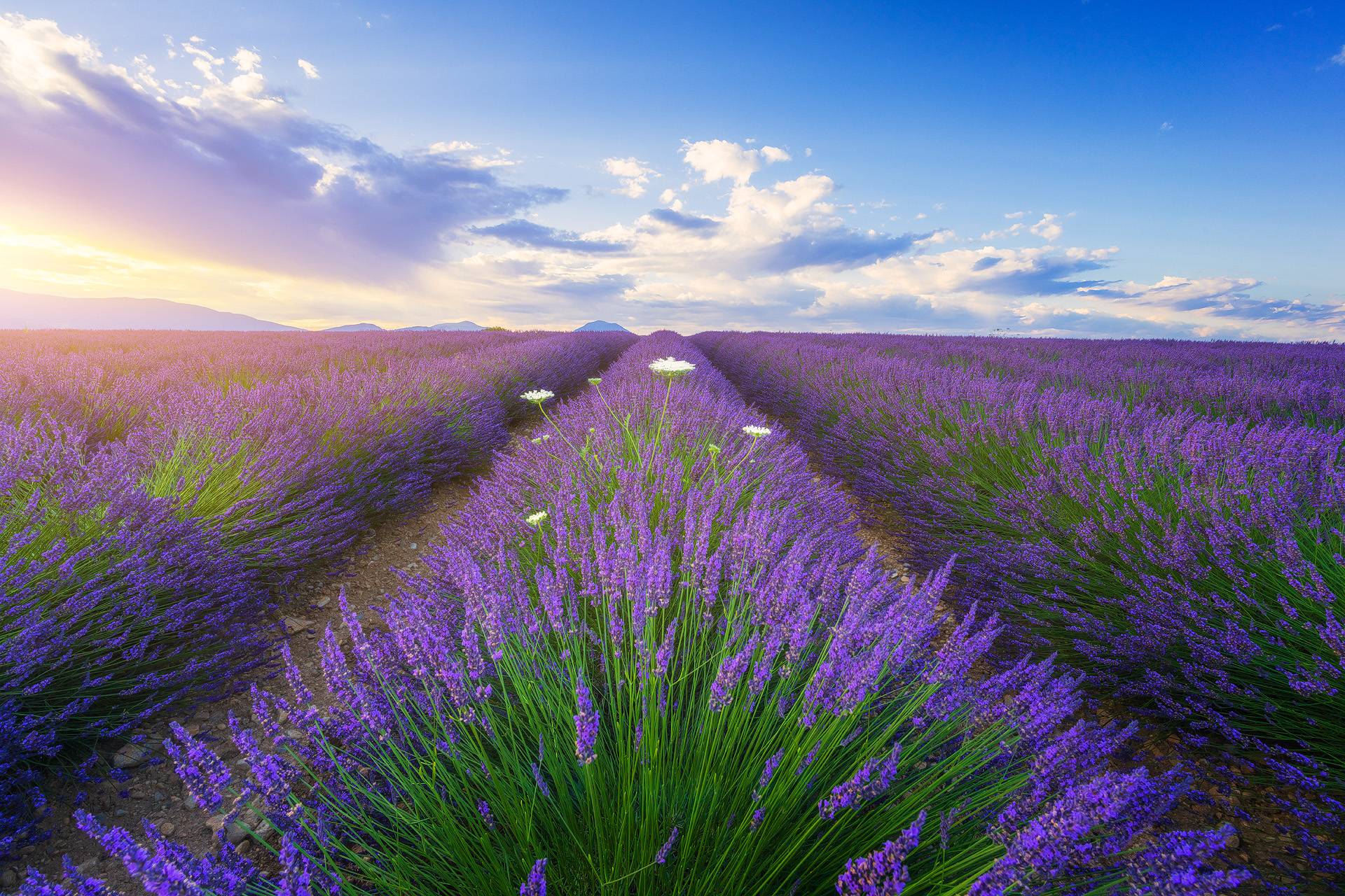 Lever de soleil sur un champ de lavande à Valensole