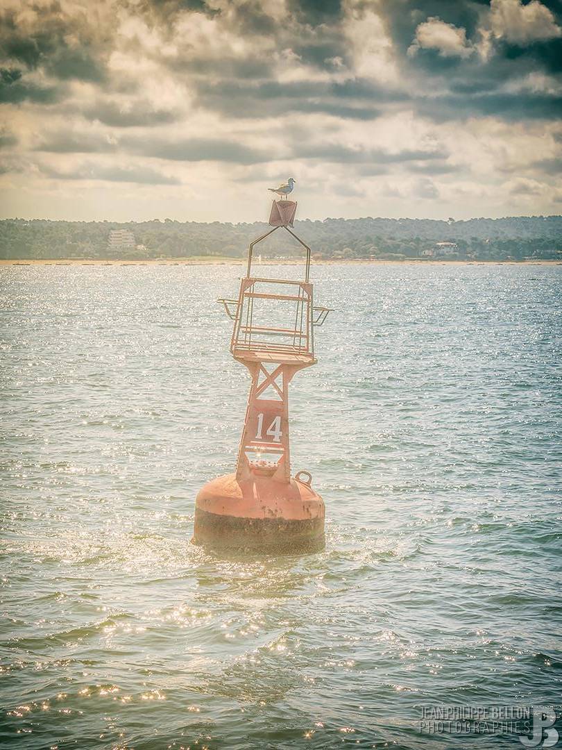 Une mouette sur sa balise
