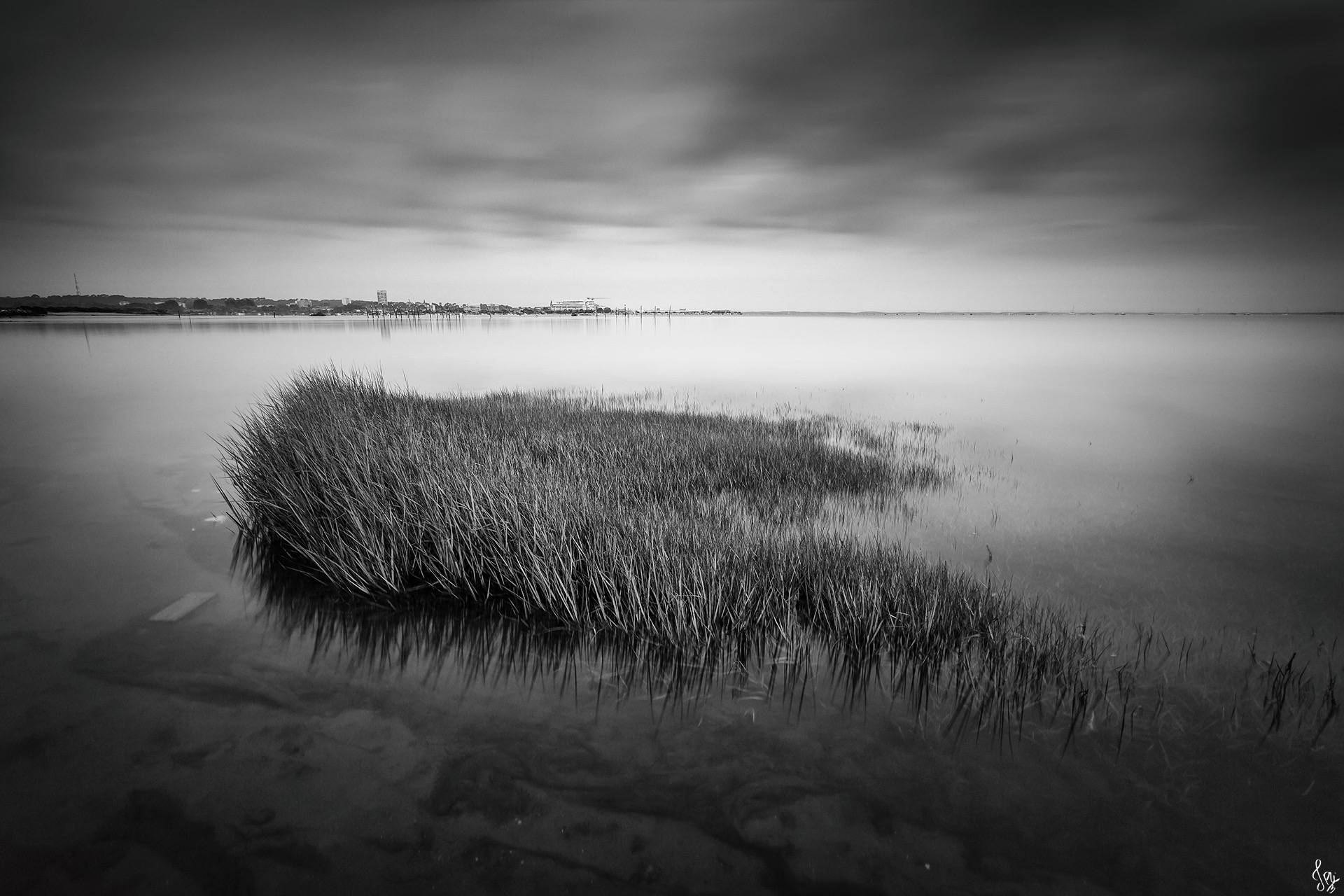 Des herbes en noir et blanc