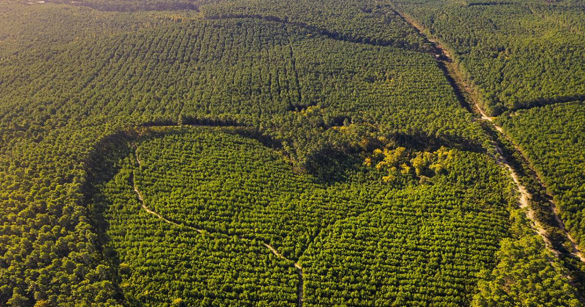 Photo : Au coeur de la presqu'île du Cap Ferret - Bassin d'Arcachon ...