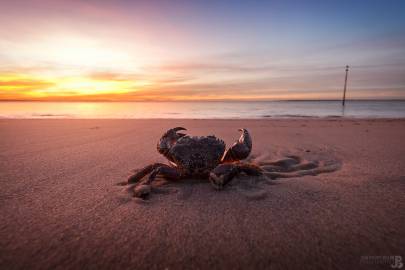 Photo de Pyla-sur-Mer - Le crabe