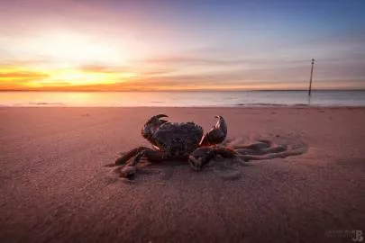 Photo de Pyla-sur-Mer - Le crabe