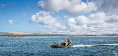 Photo de Île aux oiseaux - En plate