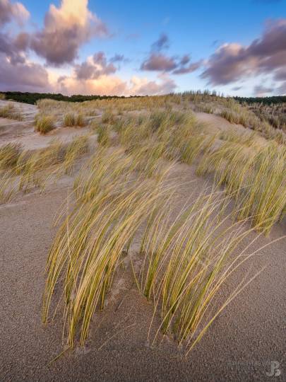 Photo de Dune du Pilat - Coup de vent sur les oyats