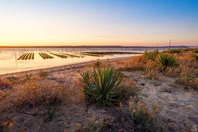 Photo de Cap Ferret - Les yuccas du Cap Ferret #1